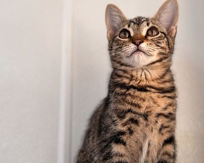 Cantaloupe - Tabby Female Cat for Adoption