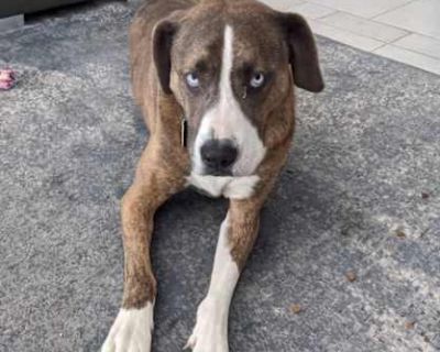 Dutch Kevin Watkins - Mastiff/Staffordshire Bull Terrier Mix Male Dog for Adoption