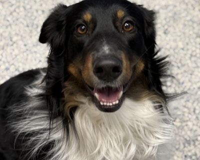 Whiskey - Australian Shepherd & Bernese Mountain Dog Mix Male Dog for Adoption
