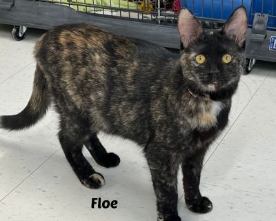 Floe - Tortoiseshell Female Cat for Adoption