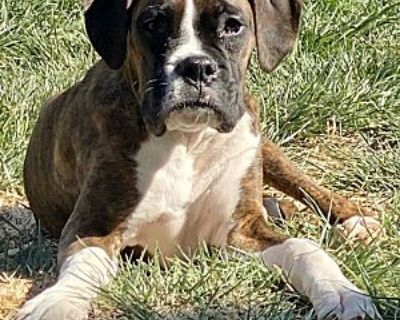 Sebastian - Boxer Male Puppy for Adoption