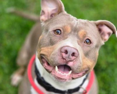 Frito - American Pit Bull Terrier Male Dog for Adoption