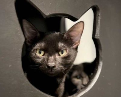 Child. Black (all). Hair: short. Hi! My name is Joey. I'm new here so the volunteers are still working to figure out what my personality is like. Please feel free to call, email, or stop by the shelter if you'd like to meet with me in person! Adoption process An adoption application needs to be filled out and approved. We invite you to stop by our adoption center and visit the cats and kittens ...