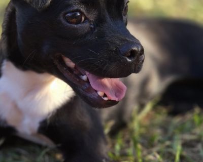 Say hello to Raven, a charming 6-month-old Chihuahua mix who balances playful energy with cuddle-ready sweetness. She loves playing with canine friends of any size and is confident, social, and fun to be around. Once she s had her fill of playtime, she ll happily curl up in your lap for a nap. Raven is both crate and house trained, making her an easy addition to any home. She s affectionate, sp...