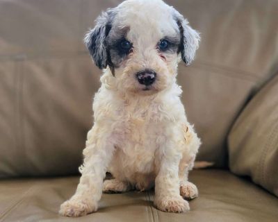 The Royal Mile – Piper the Cockapoo