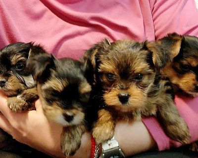 2 Male and 2 Female Yorkshire Terrier Puppies for Sale