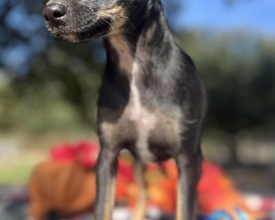 Hi! I'm Kay, a playful puppy full of love and cuddles! My days are filled with fun games and making new friends. I love to learn new tricks and my favorite part of the day is when I get to snuggle up close to someone who loves me. I dream of a forever home where I can share all my affection and joy. Adopting me means endless fun, love, and loyalty. Let's start our adventure together!. Out-of-to...