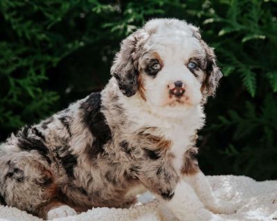 Phillip - 6 Weeks Male Mini Bernedoodle Puppy for Sale