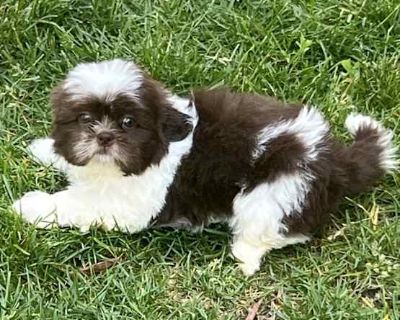 Empanada - Shih Tzu Male Puppy for Adoption