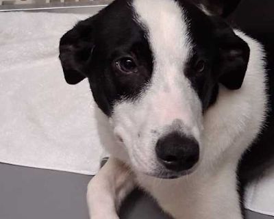Biscuit - Border Collie/American Bulldog Mix Male Dog for Adoption