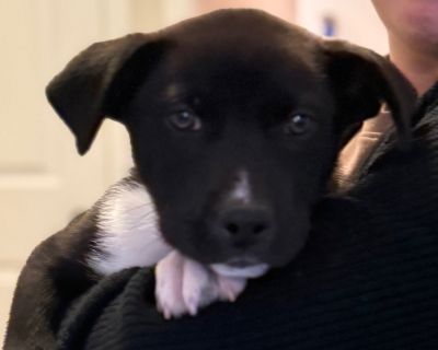 Meet Scrappy- The Brave Little Explorer! Meet Scrappy, a 9-week-old Husky mix (mom's a Husky, dad's unknown) who's ready to fill your days with fun, snuggles, and puppy love. Scrappy is the adventurous one - curious, confident, and always up for exploring new things. He's playful and friendly, but also loves to cozy up for a good nap after a burst of activity. He's still working on potty traini...