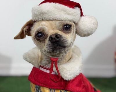 Noel - Pug & Chihuahua Mix Male Dog for Adoption