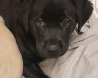 Leila - Mixed Breed (Medium) Female Puppy for Adoption