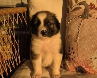 Bear - Great Pyrenees & Australian Shepherd Mix Male Puppy for Adoption