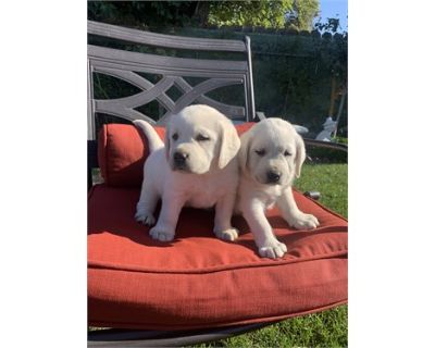 Labrador XMAS Puppies AKC
