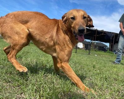 Sparky (Fire Tower Litter) - Labrador Retriever Mix Male Dog for Adoption