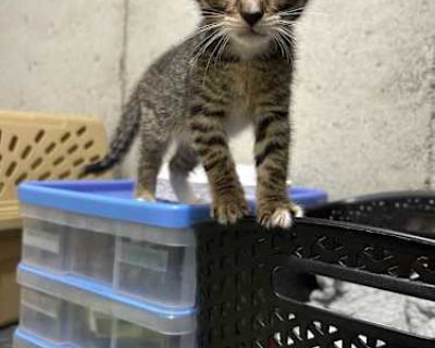 Lily - Domestic Shorthair Female Cat for Adoption