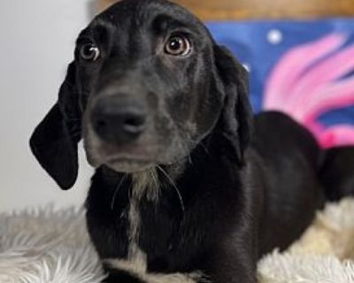 Pongo - Weimaraner & Great Pyrenees Mix Male Puppy for Adoption