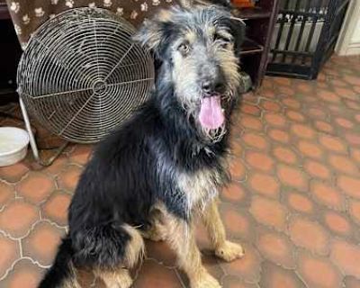 Olaf - Standard Poodle/German Shepherd Dog Mix Male Dog for Adoption