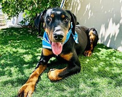 Tucker - Doberman Pinscher Male Puppy for Adoption