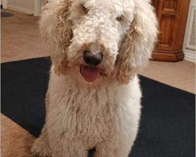Rocket - Male Puppy Poodle for Adoption