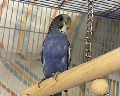 Sapphire - Budgie Male for Adoption