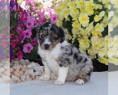 Jessica - Miniature Australian Shepherd Female Puppy for Sale