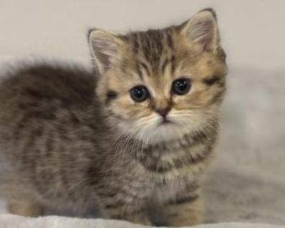 Abigail - British Shorthair Female Kitten For Sale