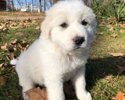 Livestock Guardian Puppies!