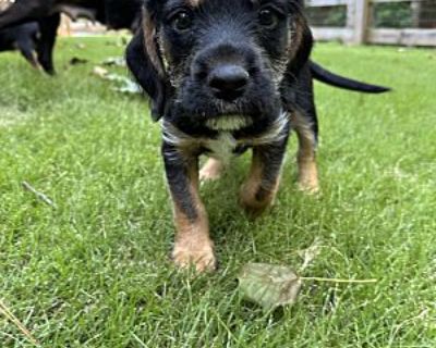 Relish - Clumber Spaniel/Beagle Mix Female Puppy for Adoption