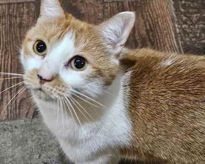 Meet Tarzan! Tarzan is a stunning orange tabby girl a rare beauty with a silky short coat and the sweetest expression. She s a strong, confident lady with a soft side who loves gentle back scratches and cozy nap spots. Her fur feels like velvet, and she s happiest lounging near her people or chatting softly to get your attention. Tarzan is affectionate but independent she s the perfect match fo...