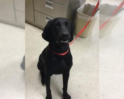 Dog - German Shorthaired Lab Male Puppy for Adoption