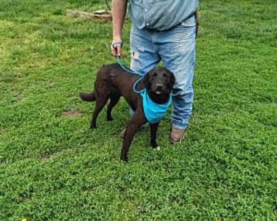 NOISEY - Labrador Retriever/Mutt Mix Male Puppy for Adoption