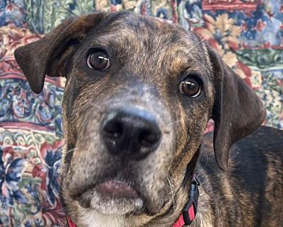 Buck - Rottweiler/Catahoula Leopard Dog Mix Male Puppy for Adoption