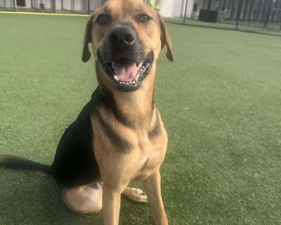 Meet Cooper the Goofy Goober With a Heart of Gold! Cooper is a 1.5-year-old, 60-lb sweetheart who could use a few extra pounds, but don t let that fool you he s a big cuddly puppy through and through! Originally found as a stray, the kind person who discovered him decided to foster him, and Cooper has been nothing but a joy. He loves making people smile and laugh, and his silly, goofy personali...