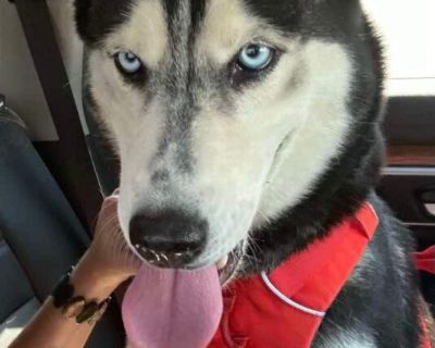 Halley - Siberian Husky Female Dog for Adoption