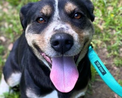 Angel - Australian Kelpie Mix Female Dog for Adoption