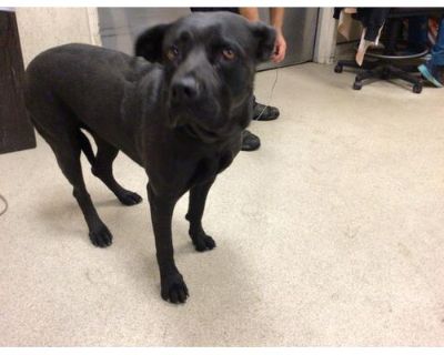 Dog - Cane Corso/Labrador Retriever Mix Female Dog for Adoption