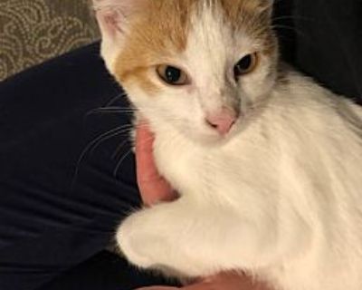 Carrot Aka Rogue - American Bobtail Male Kitten for Adoption