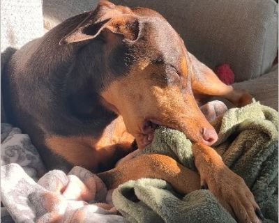 Bonnie - Female Puppy Doberman Pinscher for Adoption