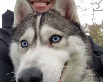 HARMONY - Siberian Husky Female Dog for Adoption