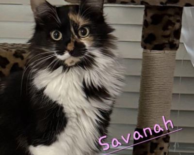 Meet The Three Southern Belles Savannah, Augusta, and Georgia! ?? These three stunning sisters are as lovely as their names. Gentle and graceful, they adore being petted and brushed, showing their sweet natures once they feel safe and loved. Savannah, Augusta, and Georgia recently returned to us after their previous home turned out not to be the right fit. They need a calm, quiet environment to...