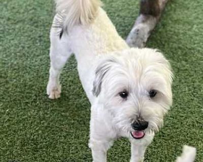 Dexter - Maltese/Terrier (Unknown Type, Medium) Mix Male Dog for Adoption
