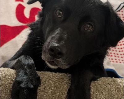 Max - Male Puppy Lab / Border Collie for Adoption