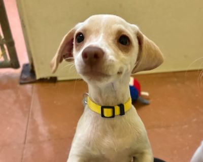 Blossom - Chihuahua & Terrier Mix Female Puppy for Adoption