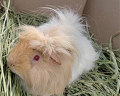 PASCAL - Guinea Pig Male for Adoption