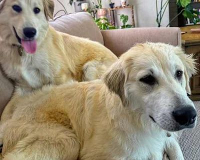 Hayley - Golden Retriever/Great Pyrenees Mix Female Dog for Adoption
