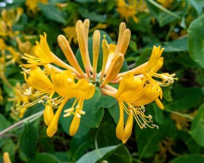Wanted Honeysuckle clippings or plant, high scented, yellow blooms