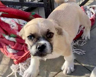 Pancake - Pug & Shih Tzu Mix Male Dog for Adoption