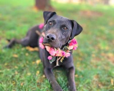 Oakley - Doberman Pinscher/American Staffordshire Terrier Mix Female Dog for Adoption